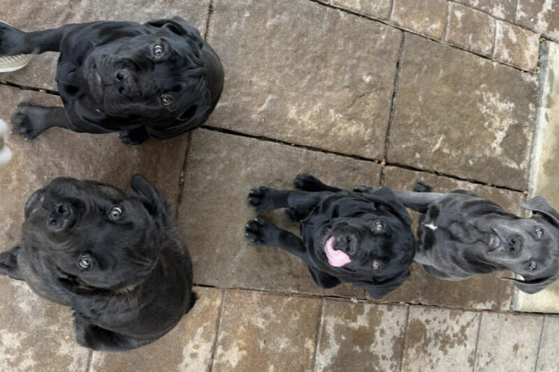 Golden Retriever German Shepherd Mix Puppy for Sale: What to Expect